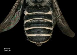   Chelostomoidesnbsp; angelarumnbsp;female abdomen, photo: Colleen Meidt 
